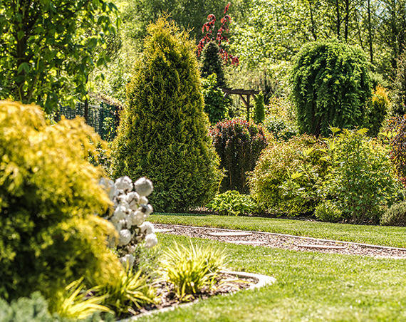 jc landscapes ltd logo featuring a tree design representing landscaping services and outdoor beauty