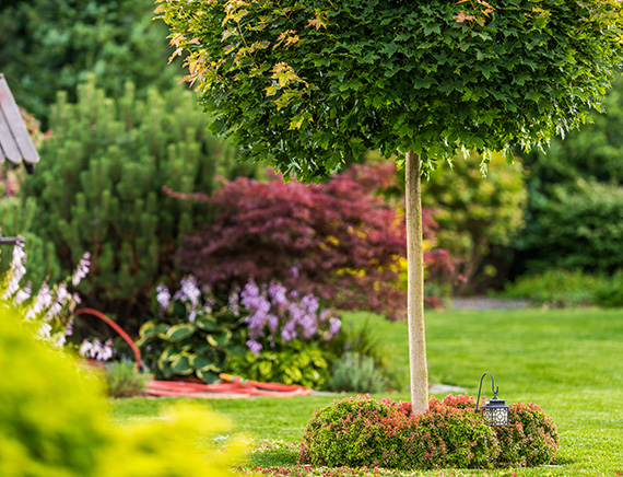 a large tree in the foreground with a view of a house surrounded by greenery and colorful plants in a serene garden setting three elements of nature