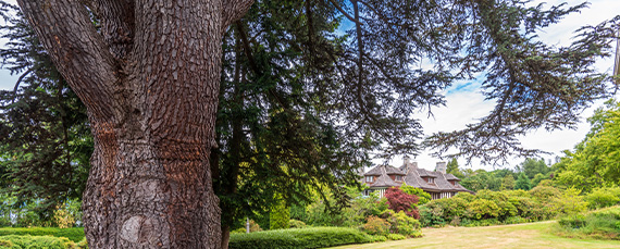 decorative tree surrounded by colorful garden plants and flowers with a lantern on the ground featuring 4 season landscaping