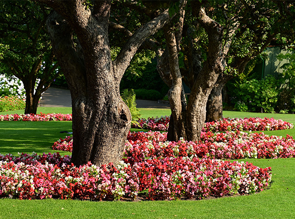 lush green hedges with vibrant pink flowers in well-kept garden featuring decorative stone elements and inviting pathways for outdoor enjoyment and relaxation